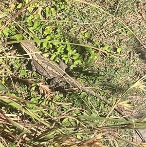 Amphibolurus muricatus at Malua Bay, NSW - Today by jks
