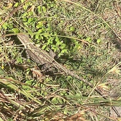 Amphibolurus muricatus (Jacky Lizard) at Malua Bay, NSW - 11 Oct 2025 by jks