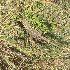Amphibolurus muricatus at Malua Bay, NSW - 11 Oct 2025 09:22 AM