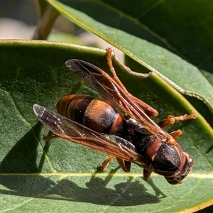Polistes (Polistella) humilis by chriselidie