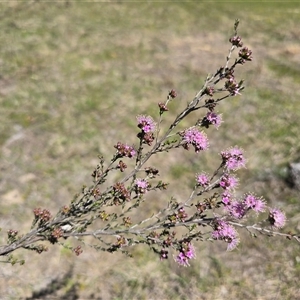 Kunzea parvifolia at Fadden, ACT - Today by Mike