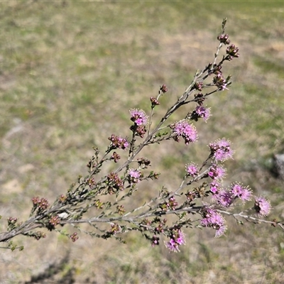 Kunzea parvifolia (Violet Kunzea) at Fadden, ACT - 11 Oct 2025 by Mike