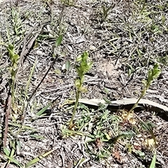 Hymenochilus cycnocephalus (Swan greenhood) at Fadden, ACT - 11 Oct 2025 by Mike