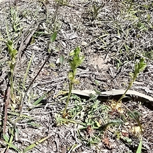 Bunochilus montanus (ACT) = Pterostylis jonesii (NSW) at Fadden, ACT - Today by Mike