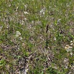 Wurmbea dioica subsp. dioica (Early Nancy) at Isaacs, ACT - 11 Oct 2025 by Mike