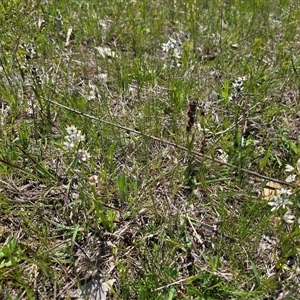 Wurmbea dioica subsp. dioica at Isaacs, ACT - Today by Mike
