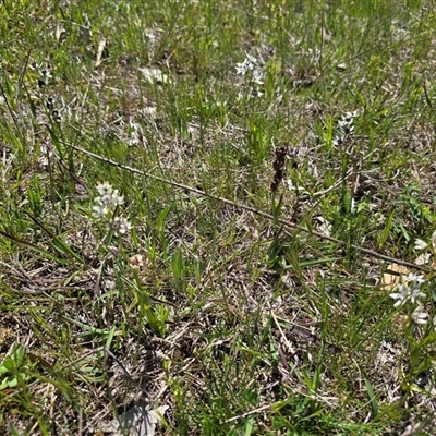 Wurmbea dioica subsp. dioica (Early Nancy) at Isaacs, ACT - 11 Oct 2025 by Mike