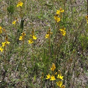 Bulbine bulbosa at Isaacs, ACT - Today by Mike