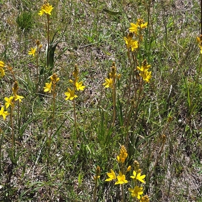 Bulbine bulbosa (Golden Lily, Bulbine Lily) at Isaacs, ACT - 11 Oct 2025 by Mike