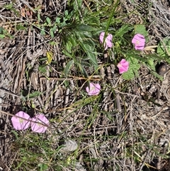 Convolvulus angustissimus subsp. angustissimus (Australian Bindweed) at Isaacs, ACT - 11 Oct 2025 by Mike