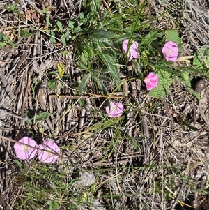 Convolvulus angustissimus subsp. angustissimus at Isaacs, ACT - Today by Mike