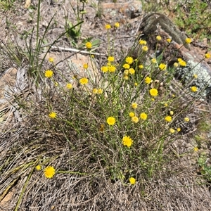 Calotis lappulacea at Isaacs, ACT - Today by Mike