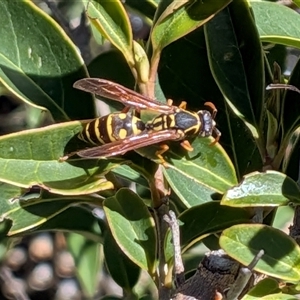 Polistes (Polistes) chinensis by chriselidie