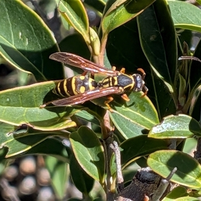 Polistes (Polistes) chinensis (Asian paper wasp) at Franklin, ACT - 11 Oct 2025 by chriselidie