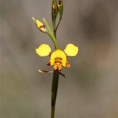 Diuris nigromontana at Bruce, ACT - 5 Oct 2025 by warrencameron