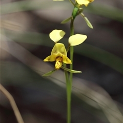Diuris nigromontana (Black Mountain Leopard Orchid) at Bruce, ACT - 5 Oct 2025 by warrencameron