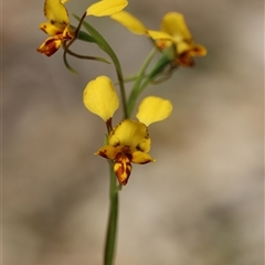 Diuris chryseopsis at Bruce, ACT - 5 Oct 2025 by warrencameron
