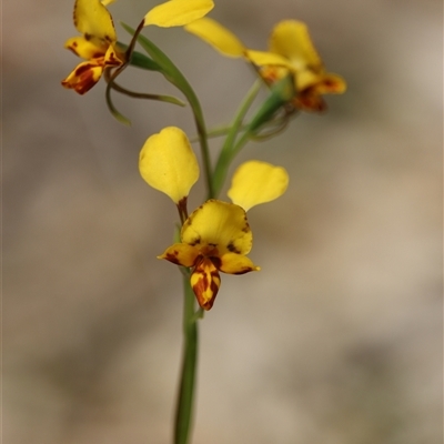 Diuris chryseopsis at Bruce, ACT - 5 Oct 2025 by warrencameron