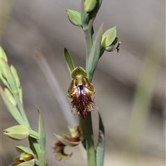 Calochilus montanus (Copper Beard Orchid) at Bruce, ACT - 5 Oct 2025 by warrencameron