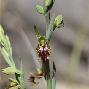 Calochilus platychilus at Bruce, ACT - 5 Oct 2025 by warrencameron