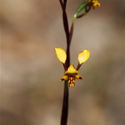 Diuris pardina (Leopard Doubletail) at Bango, NSW - 6 Oct 2025 by warrencameron