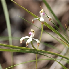 Caladenia ustulata (Brown Caps) at Acton, ACT - 5 Oct 2025 by warrencameron