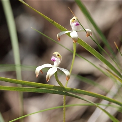 Caladenia ustulata (Brown Caps) at Acton, ACT - 5 Oct 2025 by warrencameron