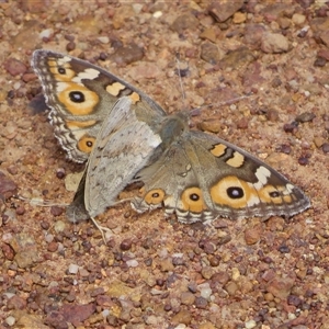 Junonia villida at Pialligo, ACT - 7 Oct 2025 by Christine