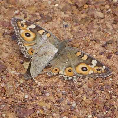 Junonia villida (Meadow Argus) at Pialligo, ACT - 7 Oct 2025 by Christine