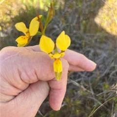 Diuris aurea (Golden Donkey Orchid) at Burra Creek, NSW - 11 Oct 2025 by SuePolsen