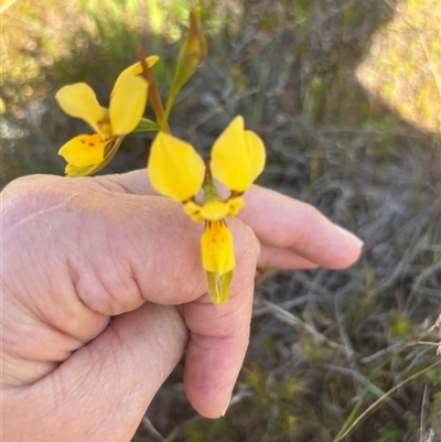 Diuris aurea (Golden Donkey Orchid) at Burra Creek, NSW - 11 Oct 2025 by SuePolsen