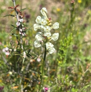 Unverified Other Wildflower or Herb at Burra Creek, NSW - Today by SuePolsen