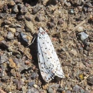Utetheisa pulchelloides (Heliotrope Moth) at Strathnairn, ACT - Today by Christine