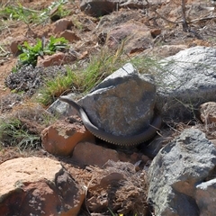 Pseudonaja textilis (Eastern Brown Snake) at Macnamara, ACT - 8 Oct 2025 by TimL