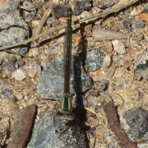 Unverified Damselfly (Zygoptera) at Dunlop, ACT - Today by Christine