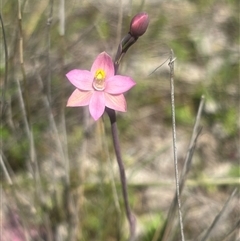 Thelymitra carnea (Tiny Sun Orchid) at Burra Creek, NSW - 11 Oct 2025 by SuePolsen