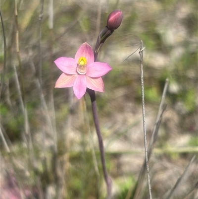 Thelymitra carnea (Tiny Sun Orchid) at Burra Creek, NSW - 11 Oct 2025 by SuePolsen