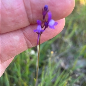 Unverified Other Wildflower or Herb at Burra Creek, NSW - Today by SuePolsen