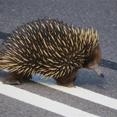 Tachyglossus aculeatus (Short-beaked Echidna) at Stromlo, ACT - 3 Oct 2025 by Christine