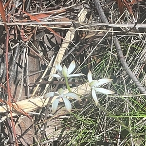 Caladenia ustulata at Aranda, ACT - Yesterday by Jennybach