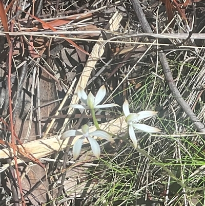 Caladenia ustulata (Brown Caps) at Aranda, ACT - 10 Oct 2025 by Jennybach