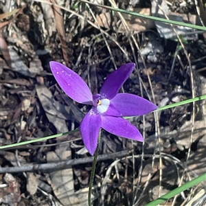 Glossodia major at Aranda, ACT - Yesterday by Jennybach