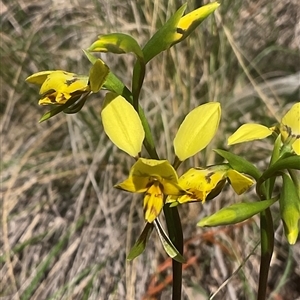 Diuris chryseopsis at Aranda, ACT - Yesterday by Jennybach