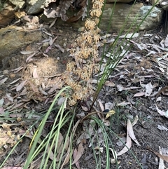 Unverified Grass-trees at Hardys Bay, NSW - 11 Oct 2025 by Grumpy