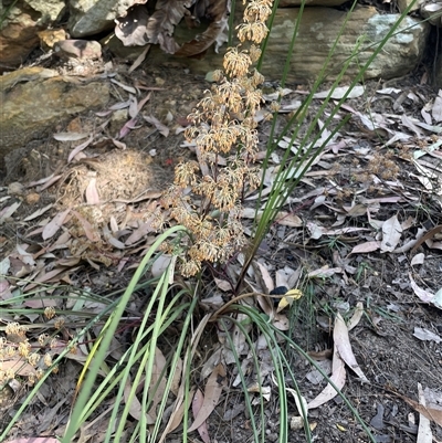 Unverified Grass-trees at Hardys Bay, NSW - 11 Oct 2025 by Grumpy