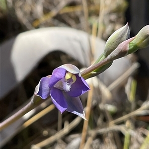 Glossodia major at Denman Prospect, ACT - Today by Jennybach