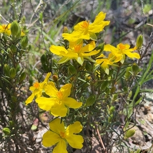 Unverified Plant at Denman Prospect, ACT - Today by Jennybach