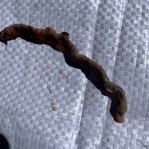 Unverified Other Invertebrate at Tharwa, ACT - Today by GG