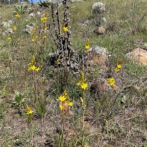Bulbine bulbosa at Denman Prospect, ACT - Today by Jennybach