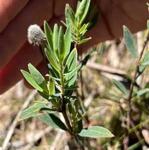 Unverified Plant at Tharwa, ACT - Today by GG